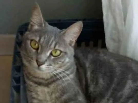 Gato ra a srd idade 2 anos nome ADELLY