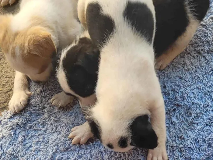 Cachorro ra a Vira lata idade Abaixo de 2 meses nome Sem nome 