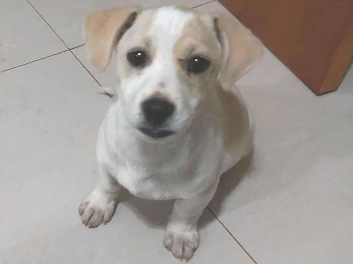 Cachorro raça SRD-ViraLata idade 2 a 6 meses nome Bob