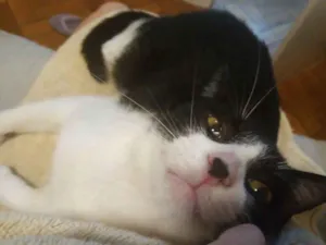Gato raça SRD-ViraLata idade 1 ano nome Merlin