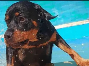 Cachorro raça Rottweiler  idade 1 ano nome PETRA