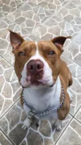 Cachorro raça Pit-Bull idade 2 anos nome Klaus