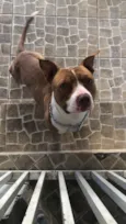 Cachorro raça Pit-Bull idade 2 anos nome Klaus