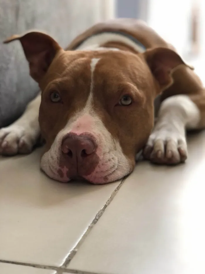 Cachorro raça Pit-Bull idade 2 anos nome Klaus
