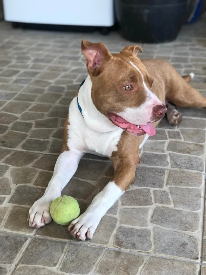 Cachorro raça Pit-Bull idade 2 anos nome Klaus