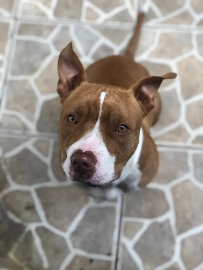 Cachorro raça Pit-Bull idade 2 anos nome Klaus