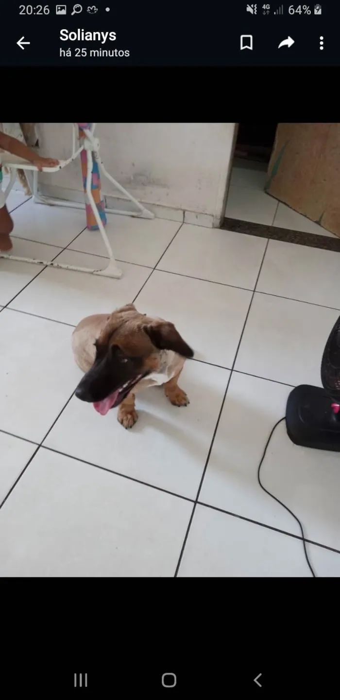 Cachorro ra a  idade 1 ano nome Facundo