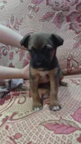 Cachorrinho 