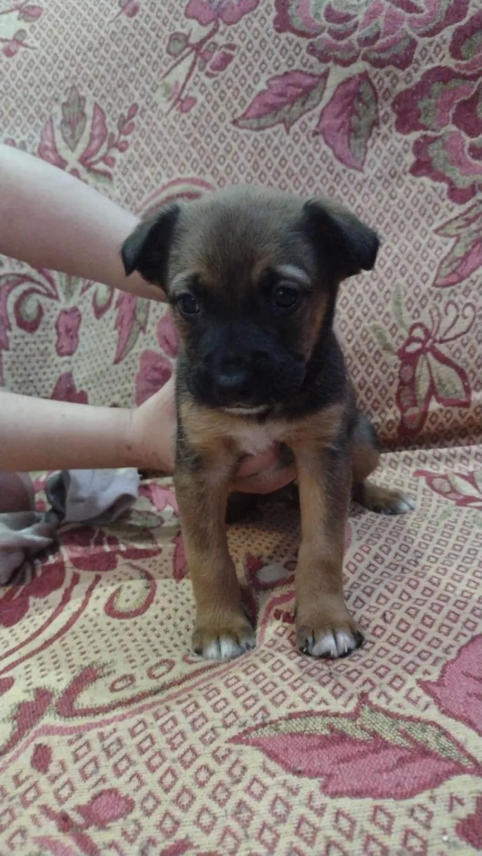 Cachorro raça Spaniel bretão  idade Abaixo de 2 meses nome Cachorrinho 