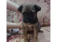 Cachorrinho 