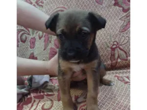 Cachorro raça Spaniel bretão  idade Abaixo de 2 meses nome Cachorrinho 