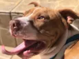 Cachorro raça Pit-Bull idade 2 anos nome Klaus