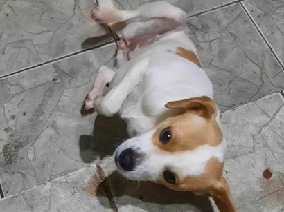 Cachorro raça SRD-ViraLata idade 1 ano nome Blanquita