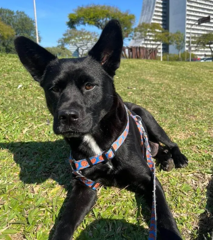 Cachorro ra a Capa preta idade 1 ano nome Lobinha 