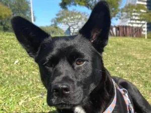 Cachorro raça Capa preta idade 1 ano nome Lobinha 