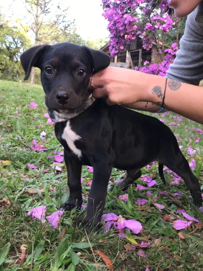 Cachorro ra a Amada idade 2 a 6 meses nome Ralf 