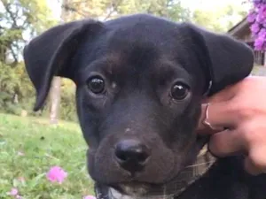 Cachorro raça Amada idade 2 a 6 meses nome Ralf 