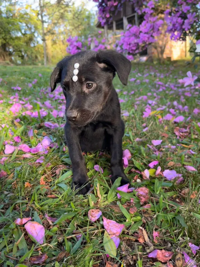 Cachorro ra a SRD-ViraLata idade Abaixo de 2 meses nome Amora 