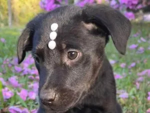 Cachorro raça SRD-ViraLata idade Abaixo de 2 meses nome Amora 