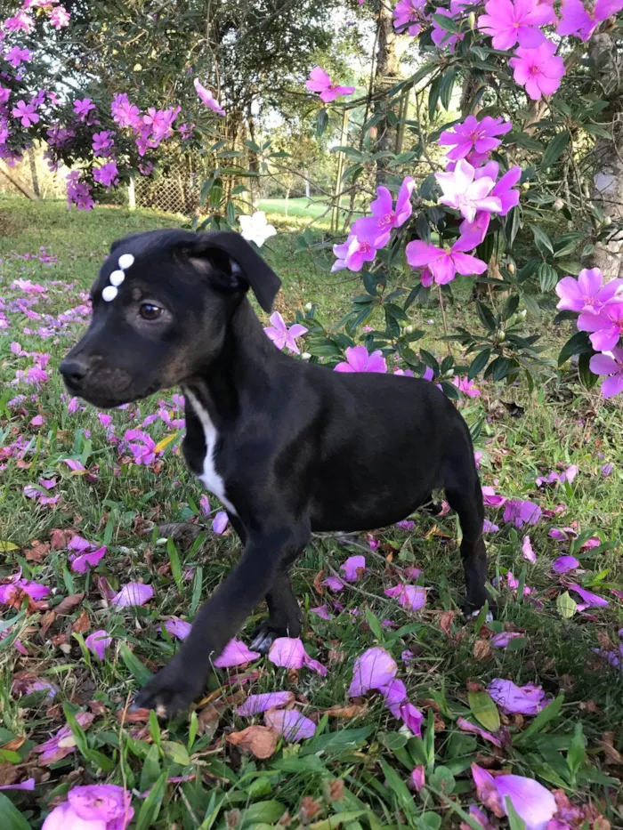 Cachorro ra a SRD-ViraLata idade Abaixo de 2 meses nome Ariel