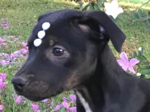 Cachorro raça SRD-ViraLata idade Abaixo de 2 meses nome Ariel