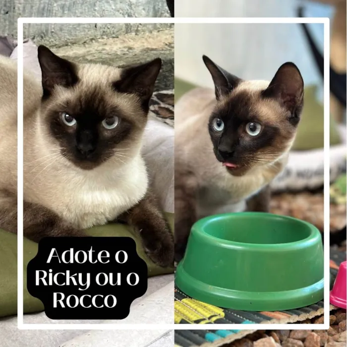 Gato ra a Siamês idade 2 a 6 meses nome Ricky e Rocko