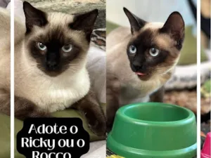 Gato raça Siamês idade 2 a 6 meses nome Ricky e Rocko
