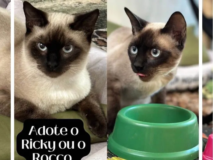 Gato ra a Siamês idade 2 a 6 meses nome Ricky e Rocko