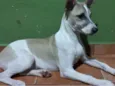 Snoop