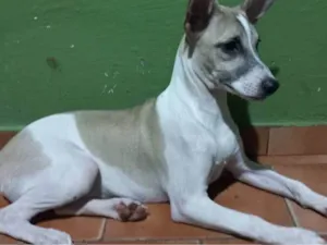 Cachorro raça  idade 2 a 6 meses nome Snoop