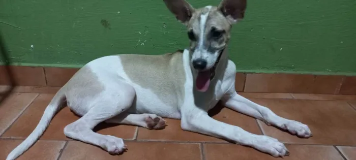 Cachorro raça  idade 2 anos nome Brutos