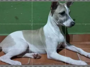 Cachorro raça  idade 2 anos nome Brutos