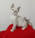 Kika