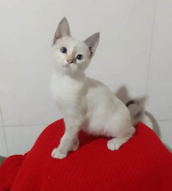 Gato ra a Srd idade 2 a 6 meses nome Kika
