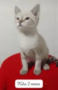 Kika