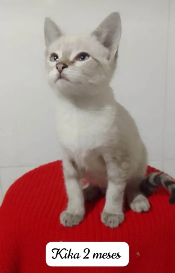 Gato ra a Srd idade 2 a 6 meses nome Kika