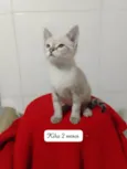 Kika