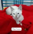 Kika