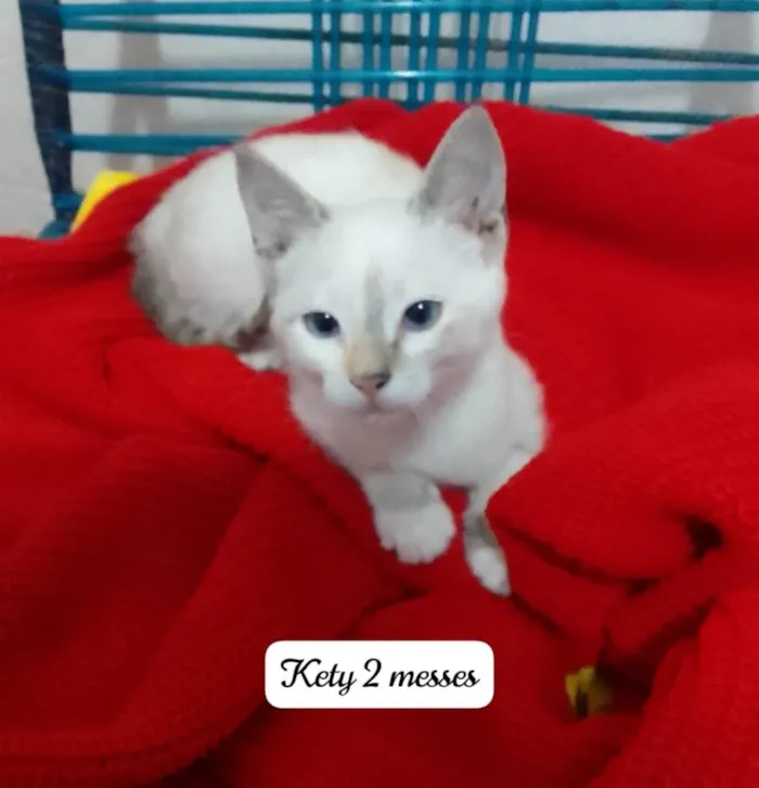 Gato ra a Srd idade 2 a 6 meses nome Kika