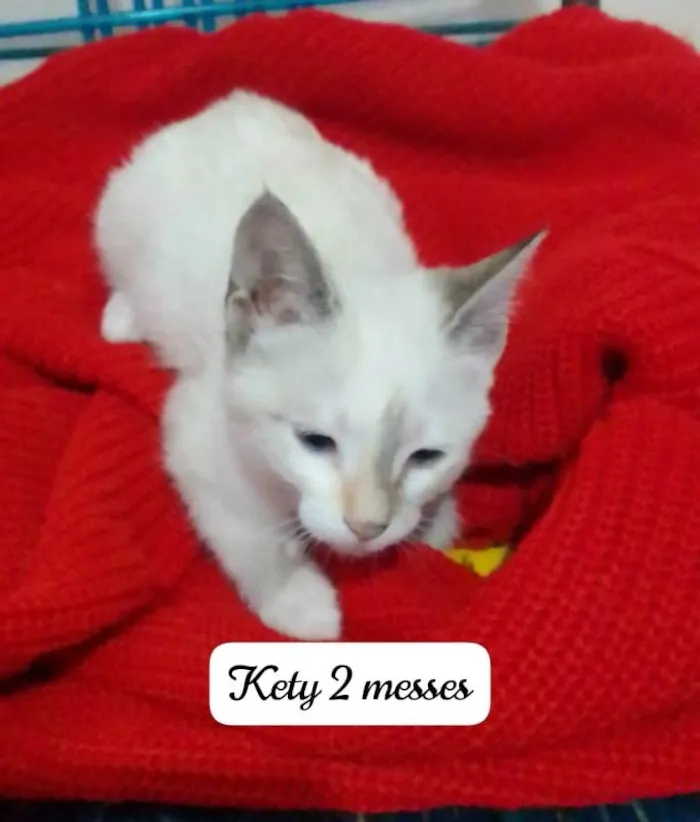 Gato ra a Srd idade 2 a 6 meses nome Kika