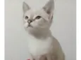 Kika