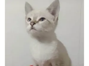 Gato raça Srd idade 2 a 6 meses nome Kika
