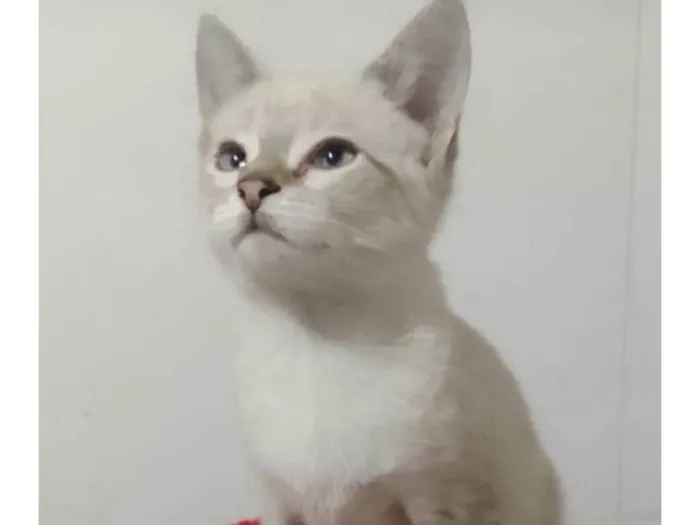 Gato ra a Srd idade 2 a 6 meses nome Kika