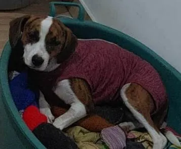 Cachorro raça Srd idade 7 a 11 meses nome Stella