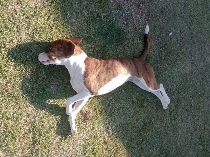 Cachorro raça Srd idade 7 a 11 meses nome Stella