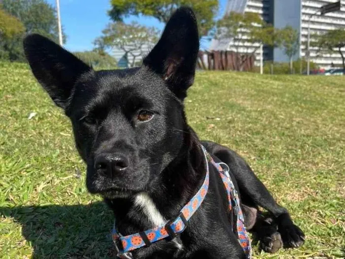 Cachorro ra a Capa preta idade 1 ano nome Lobinha 