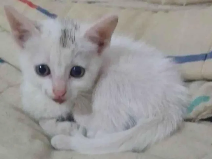Gato ra a Srd idade 2 a 6 meses nome Sofia