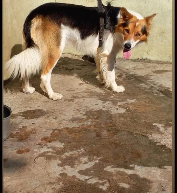 Cachorro ra a Border collie idade 3 anos nome Hector