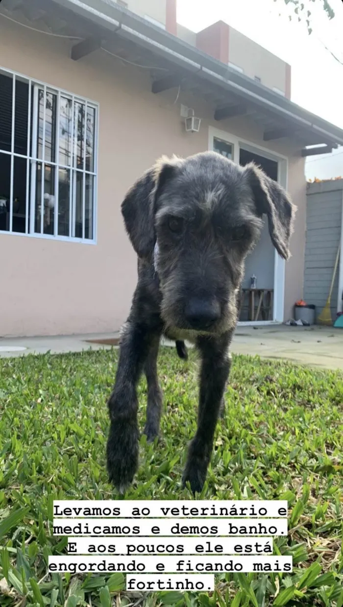 Cachorro ra a SRD-ViraLata idade 6 ou mais anos nome Bento