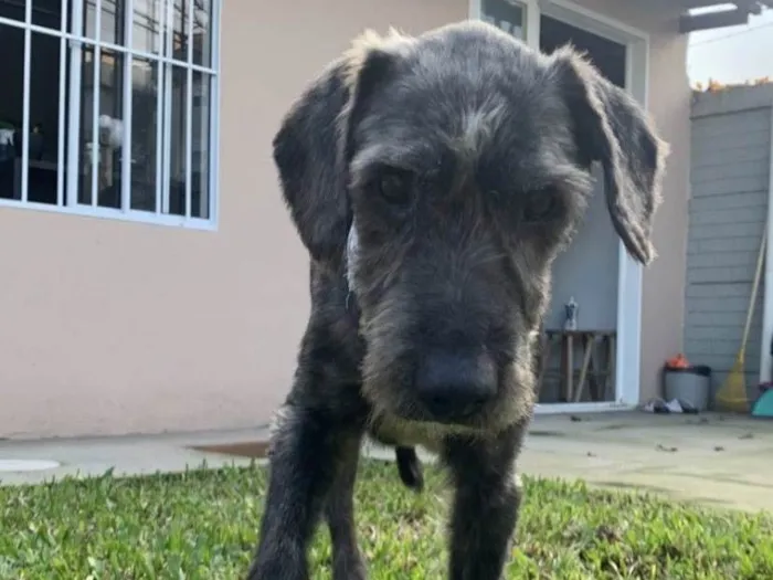 Cachorro ra a SRD-ViraLata idade 6 ou mais anos nome Bento